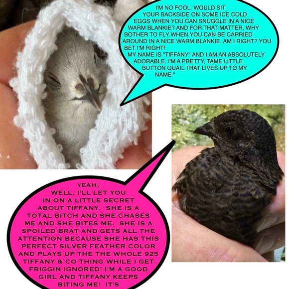 Meet your Posher, BLUE BIRD🌟 - Picture 3 of 10